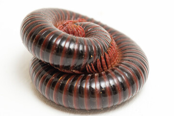 The millipede rolled into a circle isolated on white background .
