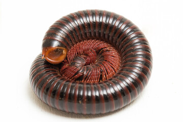 The millipede rolled into a circle isolated on white background .
