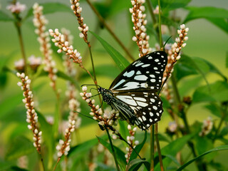 Beautiful butterfly on wildflower view. Macro close up view butterfly on soft green background. Elegant amazing rural artistic image.