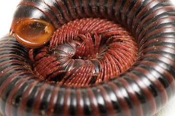 The millipede rolled into a circle isolated on white background .
