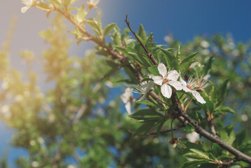 Blooming flowers on apple tree. Spring sunny day with blue sky.