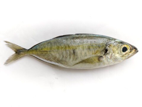 Fresh Indian Scad Fish Isolated on a white background.Selective focus.