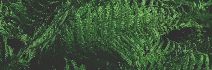 Header with toned green fern leaves texture. Summer concept.