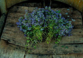 Thyme herb. Photo of medicinal flowers