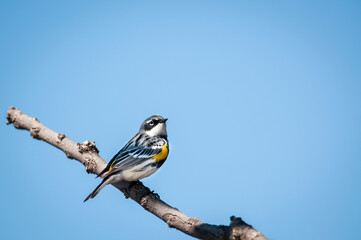 Perched Yellow-rumped Warbler along the shores of the St. Lawrence River.