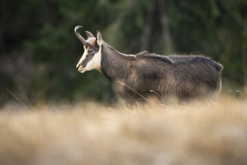 Tatra chamois, rupicapra rupicapra tatrica, walking on dry grass in autumn nature. Brown wild goat standing on meadow from side. Alpine animal in its natural habitat.