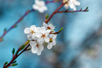 Cherry plum blossoms.Cherry plum flowers on a blue background