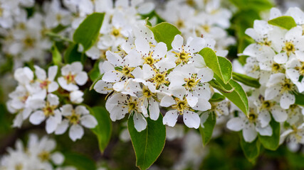 Flowering pear. Abundant pear flowers on a tree