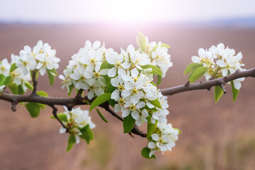 Pear branch with abundant flowers on a background of spring field