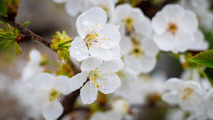 White cherry flowers with raindrops, cherry blossoms