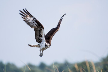 Osprey in flight over the St-Lawrence River