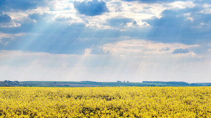 Yellow rapeseed field and cloudy sky with sunlight