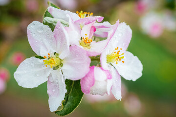 Pink apple tree flowers close up in sunny weather