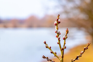 Willow branch with fluffy catkins near the river