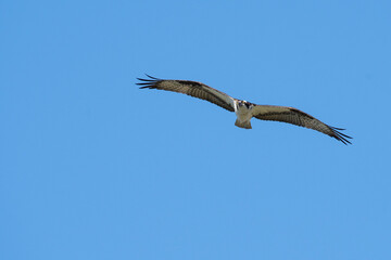 Osprey in flight over the St-Lawrence River