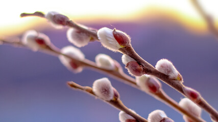 Easter background with flowering willow branches on a purple background