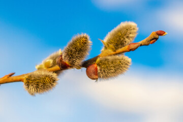 Willow branch with fluffy catkins on a background of blue sky