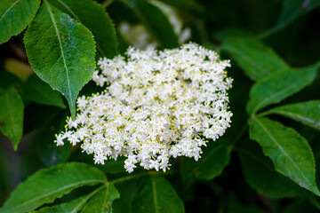 Elder flowers on the bush close up, elder - a medicinal plant