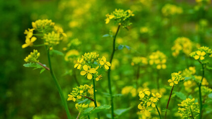 Mustard blossoms. Yellow mustard flowers in the field