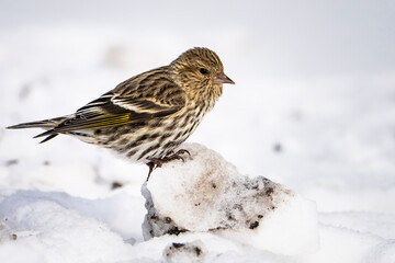 Pine Siskin bird on the lookout for food.