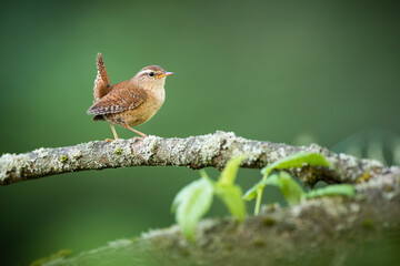 Eurasian wren, troglodytes troglodyte, walking on tree in summertime nature. Little brown songbird looking on mossed wood. Small feathered animal resting on bough. - obrazy, fototapety, plakaty