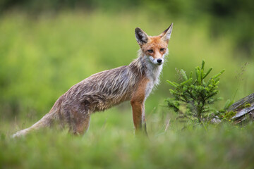 Naklejka na ściany i meble Skinny red fox, vulpes vulpes, standing on meadow in summer nature. Lean orange predator looking to the camera on grassland. Wild fured animal watching on green meadow next to conifer