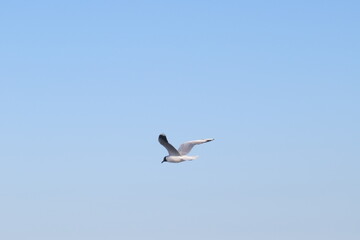 seagull flying in the sea