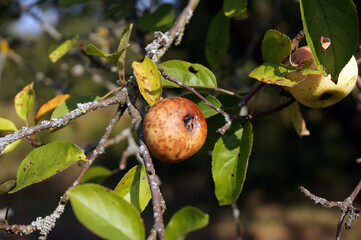 White cabbage fruit in the garden
