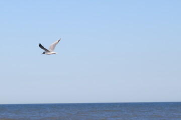seagull flying in the sea