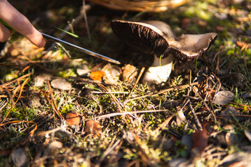 Mushroom being picked in forest.