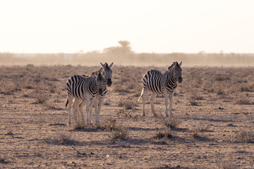 Obraz na płótnie Canvas Etosha, Namibia, June 18, 2019: Several zebras stand in the middle of the desert, in the background shrubbery in the haze