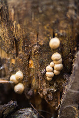 Mushrooms growing on trees