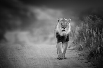 Animals in black and white. Wild Kalahari lion, Panthera leo, at the end of mating time. Black mane...