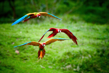 Three Ara parrots, flying  directly at camera. Bright red and blue south wild american parrots,  Ara macao, Scarlet and Green Macaw, flying with outstretched wings in tropical forest, Costa Rica.