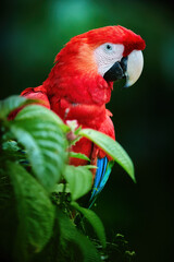 Red Ara parrot, Scarlet Macaw, Vertical portrait, Dark green background.  Wild animal, South America.