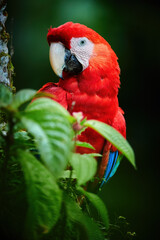 Vertical portrait of red Ara parrot, Scarlet Macaw, staring at camera against dark green background.  Wild animal, Costa Rica, Central America.