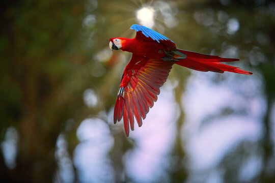 Colorful Scarlet Macaw parrot, flying, side view.  Bright red and blue South American parrot, Ara macao, flying with outstretched  wings, iluminated by setting sun.  Peru, Amazon basin.