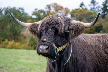 Long-haired longhorn black highland cattle on meadow in hessen, germany