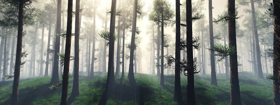 Pine forest in the fog, trees in the sun, morning park in the haze, 3D rendering
