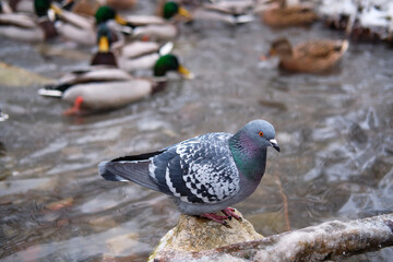 Pigeon sits on white snow in winter
