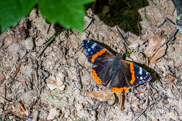 red admiral butterfly resting on the ground