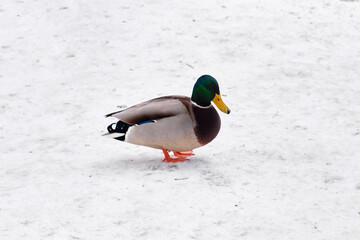 Duck on the snow near the river. Beautiful drake