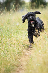 Fototapeta premium cute spaniel type black and white dog running happily with a tongue out towards the camera on a path on a green meadow in the summer