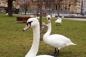 Schwäne von Prag