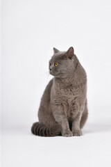 British Blue Shorthair Cat sitting