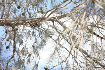 branches of a tree