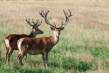 Red Deer (Cervus elaphus)