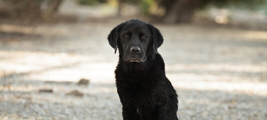 adorable wet black labrador dog portrait sitting on a river shore