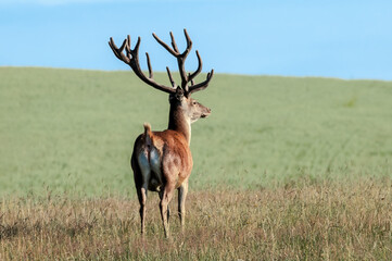 Naklejka na ściany i meble Red Deer (Cervus elaphus)