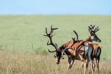 Red Deer (Cervus elaphus)